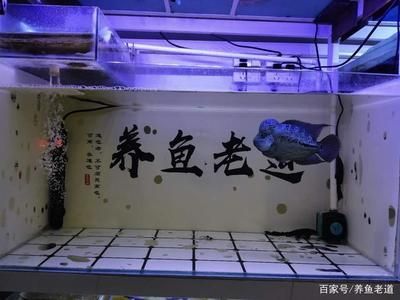 不需要打理的魚缸怎么處理：不需要打理的魚缸可以根據(jù)以下幾個(gè)方式進(jìn)行處理 魚缸百科 第3張