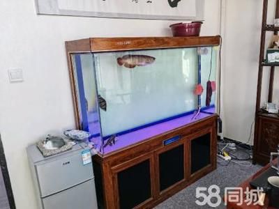 養(yǎng)虎魚用多大魚缸比較好：養(yǎng)虎魚用多大的魚缸比較好