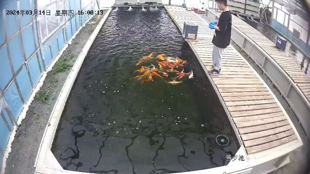 打工人喂手捏魚糧的珍貴錄像：打工人喂手捏魚糧的珍貴錄像,昆weixin001評論：錦鯉特別棒 觀賞魚論壇