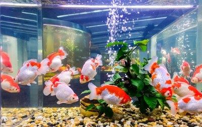 大魚缸養(yǎng)金魚幾條最好旺財(cái)：養(yǎng)金魚的數(shù)量應(yīng)該是多少？ 魚缸百科 第1張