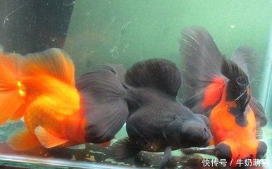 大魚缸養(yǎng)金魚幾條最好旺財(cái)：養(yǎng)金魚的數(shù)量應(yīng)該是多少？ 魚缸百科 第2張