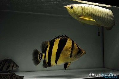 印尼虎和蘇門答臘虎的區(qū)別是什么：印尼虎魚和蘇門答臘虎的區(qū)別是什么