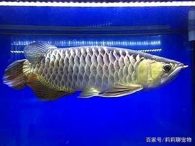 金龍魚過背和高背區(qū)別：過背金龍魚和高背金龍魚的區(qū)別