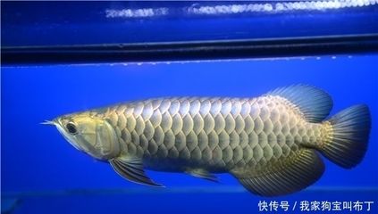 龍魚須彎了怎么辦：龍魚的胡須彎曲怎么辦？ 龍魚百科