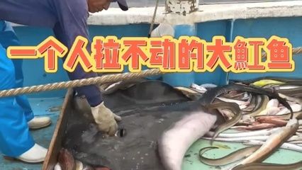 魟魚生產(chǎn)：關(guān)于魟魚生產(chǎn)的詳細信息 魟魚百科 第3張