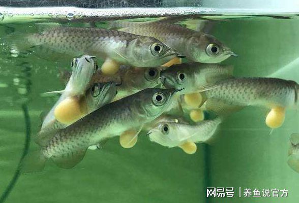 養(yǎng)龍魚的水位多高：養(yǎng)龍魚水位高度應(yīng)該控制在30-40厘米之間