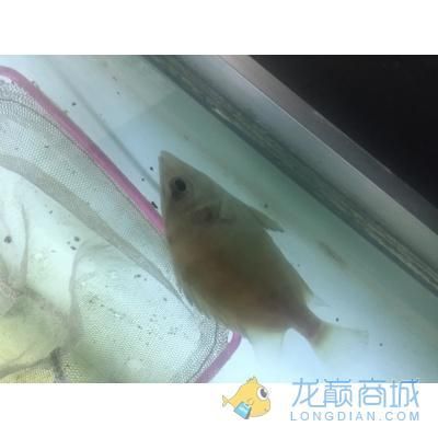 印尼虎為什么會(huì)白化：印尼虎魚為什么會(huì)白化