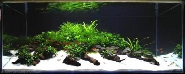 大魚缸水草修剪技巧視頻：水草修剪技巧 魚缸百科 第2張