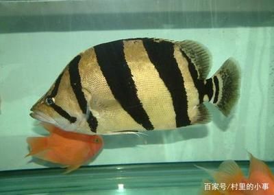 去泰國(guó)買虎魚便宜嗎現(xiàn)在還能買嗎知乎：去泰國(guó)買虎魚便宜嗎 虎魚百科 第3張