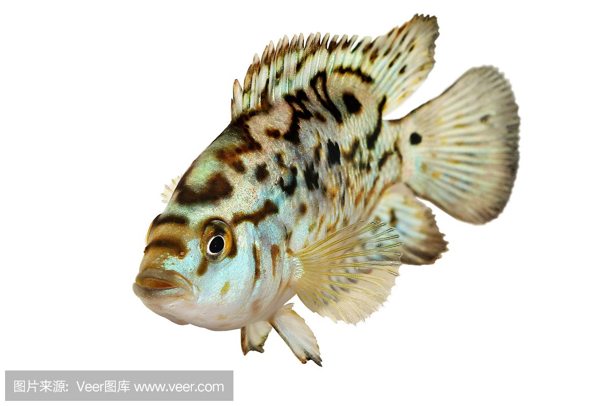 八爪魚在魚缸里怎么養(yǎng)活：八爪魚的養(yǎng)殖方法 魚缸百科 第1張