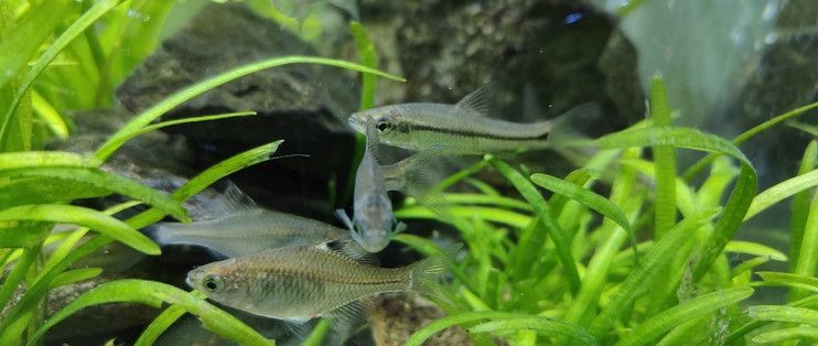 大魚水族魚缸怎么養(yǎng)活視頻：農(nóng)村阿芝提供的生態(tài)魚缸養(yǎng)魚方法，強(qiáng)調(diào)魚花共養(yǎng)和造景的重要性 魚缸百科