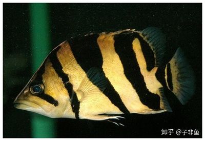 什么魚跟虎魚混養(yǎng)能讓虎魚明：什么魚跟虎魚混養(yǎng)能讓虎魚明白 虎魚百科 第1張