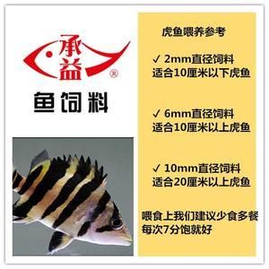 6厘米虎魚一天喂幾次飼料好：6厘米虎魚一天喂幾次飼料 虎魚百科 第3張