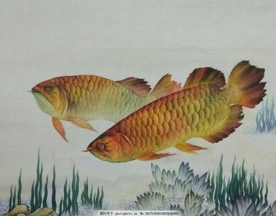 國畫 金龍魚：中國傳統(tǒng)文化的魅力，國畫金龍魚 龍魚百科 第1張