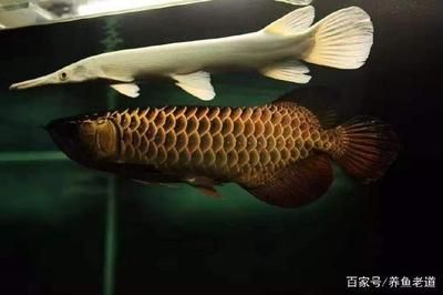 金龍魚發(fā)色燈照時(shí)間：金龍魚發(fā)色燈照時(shí)間建議：金龍魚發(fā)色燈照時(shí)間的建議 龍魚百科 第2張