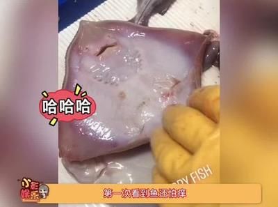 魟魚怕撓癢：魟魚怕撓癢[需手動填充][需手動填充]魚怕撓癢 魟魚百科 第2張