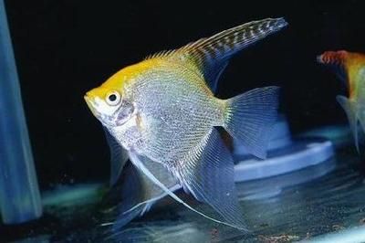 魟魚可以和什么魚混養(yǎng)：魟魚可以與什么魚混養(yǎng)，魟魚可以和什么魚混養(yǎng)嗎 魟魚百科 第3張