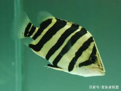 虎魚容易養(yǎng)嗎：虎魚的飼養(yǎng)難度因素而異，包括水質(zhì)、喂食、飼養(yǎng)環(huán)境等 虎魚百科 第2張