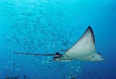 魟魚生出來有多大：魟魚出生時(shí)的大小