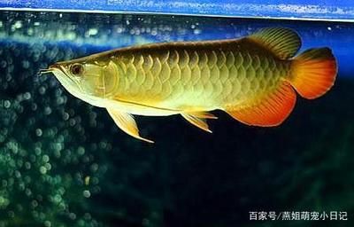 龍魚為什么頭朝下游來游去：龍魚為什么頭朝下游去 龍魚百科 第3張