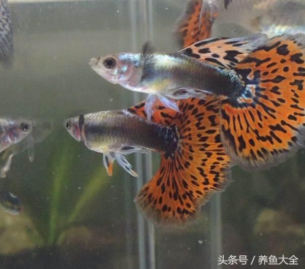 魚缸養(yǎng)魚常見病菌種類：養(yǎng)魚常見病菌種類 魚缸百科 第1張