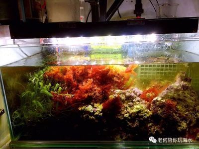 帶過濾的魚缸要換水嗎：帶過濾的魚缸是為了保持水質(zhì)清澈、氧氣充足、沒有污染 魚缸百科 第1張