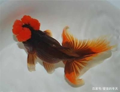 玻璃鋼魚缸和玻璃魚缸：玻璃鋼魚缸的優(yōu)點和缺點 魚缸百科 第2張