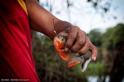 虎魚吃人嗎：虎魚吃人了嗎？ 虎魚百科 第3張