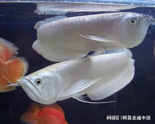 龍魚 氧氣：關(guān)于龍魚與氧氣的詳細(xì)介紹 龍魚百科 第2張