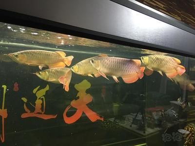 與龍魚混養(yǎng)的熱帶魚