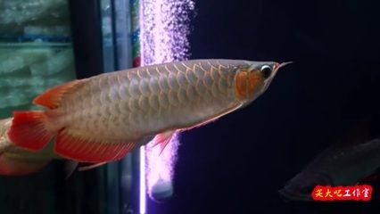 與龍魚混養(yǎng)的熱帶魚