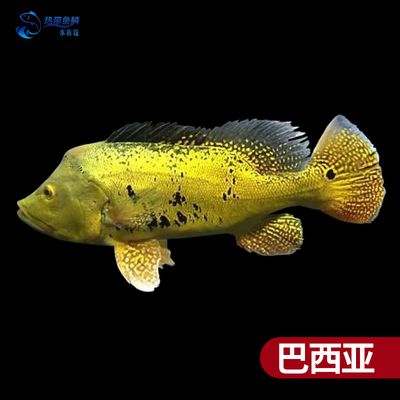 巴西亞魚和龍魚混養(yǎng)好嗎