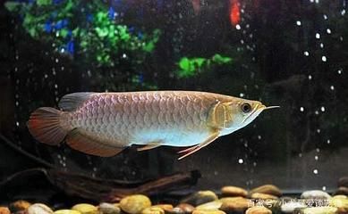 魟魚(yú)一個(gè)周不喂食能死嗎：魟魚(yú)一個(gè)周不喂食能死嗎[需手動(dòng)填充]魚(yú)一個(gè)周不喂食能死嗎 魟魚(yú)百科 第1張