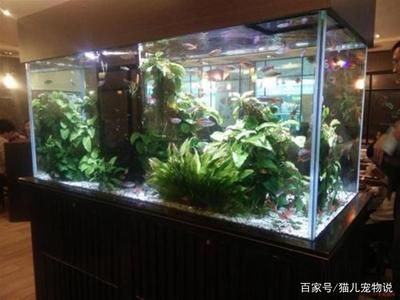 多久換水魚缸合適：養(yǎng)魚水質(zhì)管理全攻略 魚缸百科 第1張