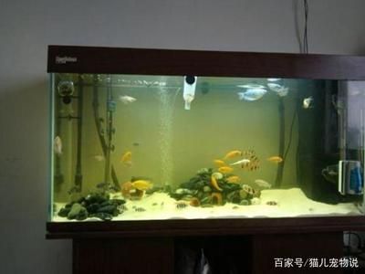 多久換水魚缸合適：養(yǎng)魚水質(zhì)管理全攻略 魚缸百科 第3張