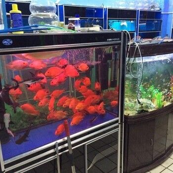 大瀝哪里有魚缸買賣的市場：佛山大瀝海鮮魚池定做 魚缸百科 第4張