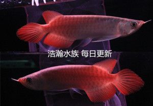 紅龍魚尾巴有白點(diǎn)怎么辦：紅龍魚尾巴出現(xiàn)白點(diǎn)怎么辦 龍魚百科 第2張