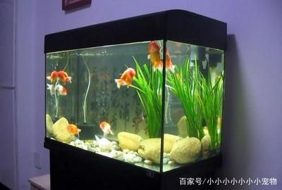 大型魚缸適合養(yǎng)什么魚：大型魚缸養(yǎng)護(hù)技巧 魚缸百科 第4張