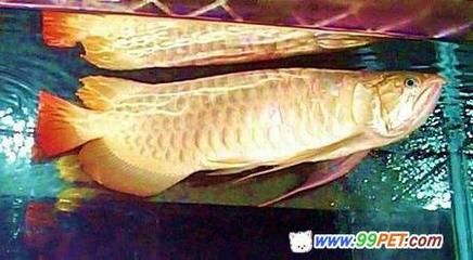 龍魚辟邪事例：男子活魚市場購買活龍魚，查看時發(fā)現(xiàn)里面藏著一群小魚仔 龍魚百科 第3張