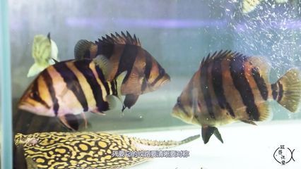 印尼虎怎樣養(yǎng)才會明：印尼虎怎樣養(yǎng)才會明亮 虎魚百科 第1張