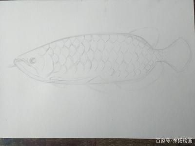 龍魚素描 簡單：龍魚素描簡單 龍魚百科 第1張