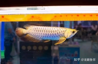 如何挑選好的金龍魚：如何挑選金龍魚