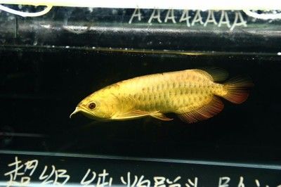 金頭過(guò)背金龍魚(yú)怎么養(yǎng)殖的：金頭過(guò)背金龍魚(yú)怎么養(yǎng)殖