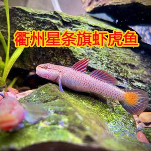 四川吻蝦虎魚(yú)：四川吻蝦虎魚(yú)的飼養(yǎng)方法 虎魚(yú)百科 第2張