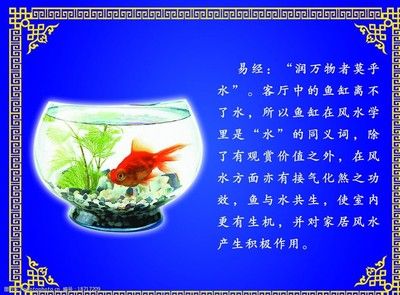 對魚缸里的魚的描寫句子：魚缸生態(tài)揭秘 魚缸百科 第1張