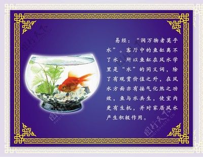 對魚缸里的魚的描寫句子：魚缸生態(tài)揭秘 魚缸百科 第4張