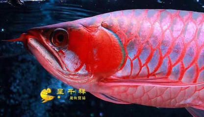 白子皇冠魟魚介紹：白子皇冠魟魚怎么樣？ 魟魚百科 第3張