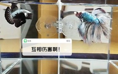 斗魚(yú)魚(yú)缸隔板用什么顏色好看：如何選擇斗魚(yú)魚(yú)缸隔板 魚(yú)缸百科 第3張