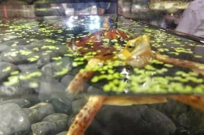 草龜和龍魚混養(yǎng)：草龜可以和龍魚混養(yǎng)嗎