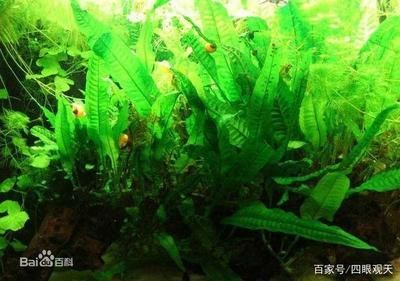 常見魚缸水草圖片 魚缸百科 第2張